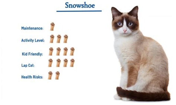 Discover the Snowshoe Cat: A Guide to This Unique and Loving Breed