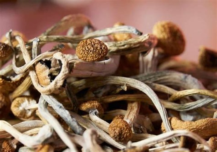 Discovering Shrooms Q: A Complete Guide