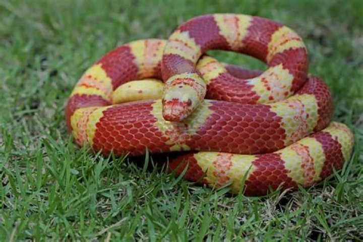 Discovering the King Snake: A Complete Guide for Enthusiasts in 2024