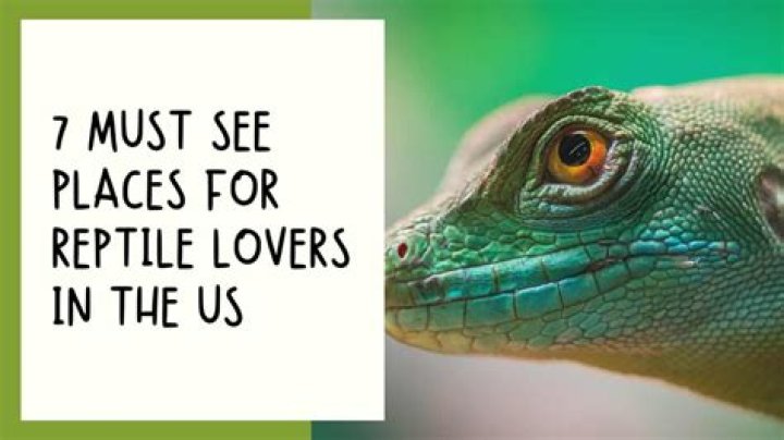 Discovering the King Snake: A Complete Guide for Reptile Lovers
