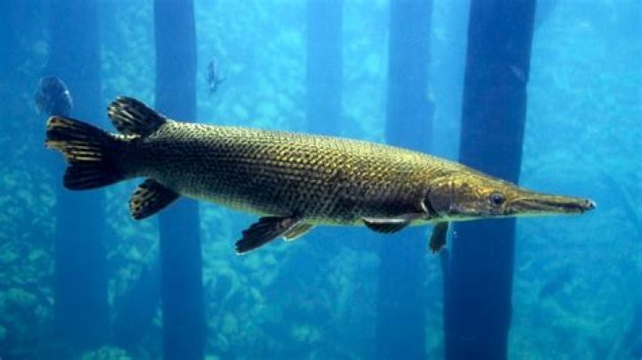 Exploring the Fascinating Gar Fish: An Ancient Predator's Story