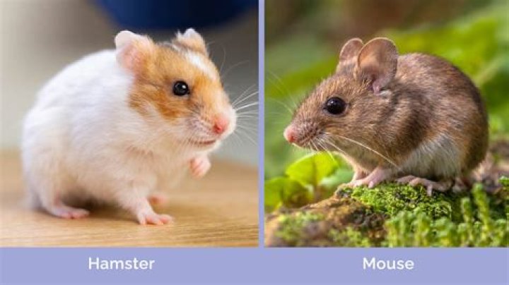 Exploring the World of xxx Hamster: A Look at a Major Online Content Hub