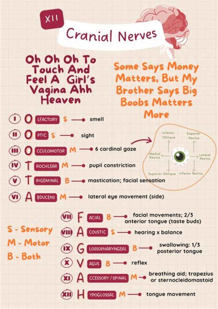 Learn 12 Cranial Nerves Fast: Mnemonics & Guides!