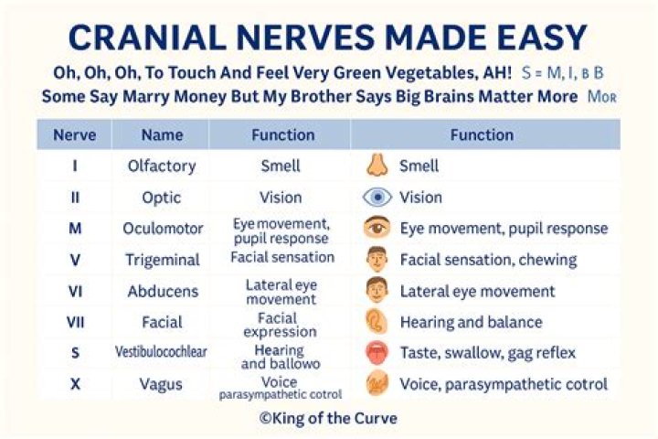Mnemonic Magic: Cranial Nerve Function Secrets & More!