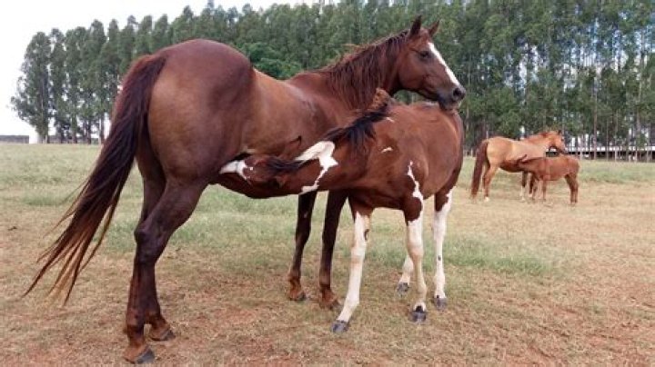 The Process of Horses Mating: From Courtship to Conception