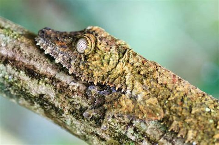 Unmasking the Gaboon Viper: Africa's Master of Camouflage and Venom