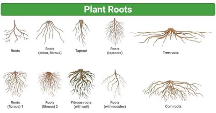 Unraveling Amaria Morales: A Look at a Name's Deep Roots and Potential