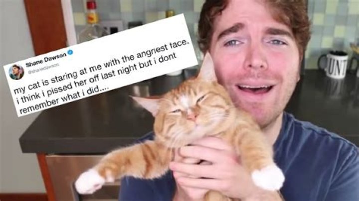 What Did Shane Dawson Do To His Cats? Unpacking a Persistent Online Controversy