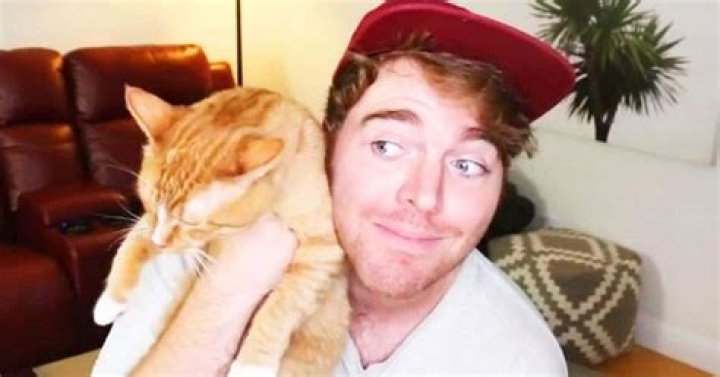 What Did Shane Dawson Do to the Cat: Unpacking a Viral Internet Moment