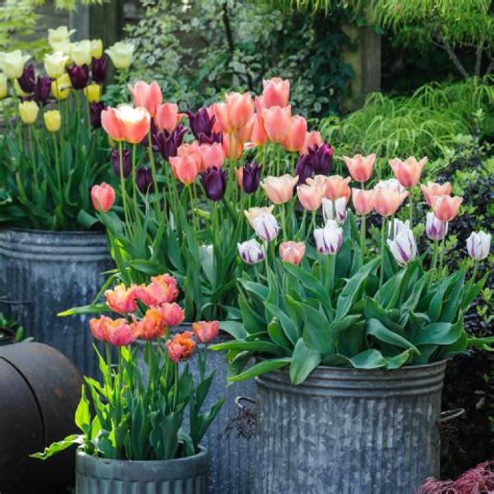 Your Guide to the Wonderful World of Tulips: Planting, Care, and Spring Beauty